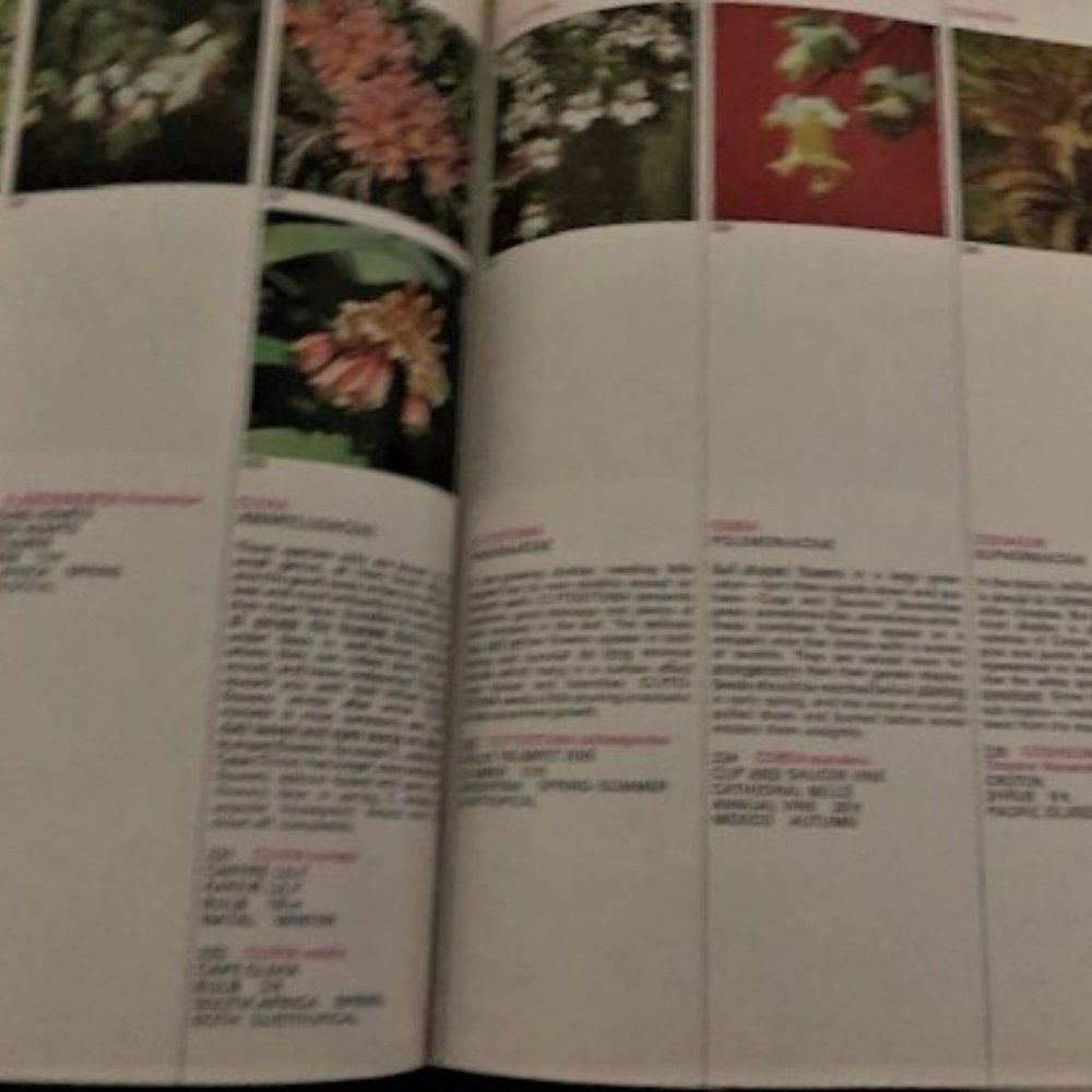 1971 What Flower is That? by Stirling Macoboy - Picture 4 of 8